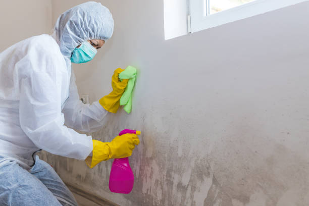 Poth, TX Mold Removal Company